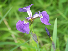 qIEMA