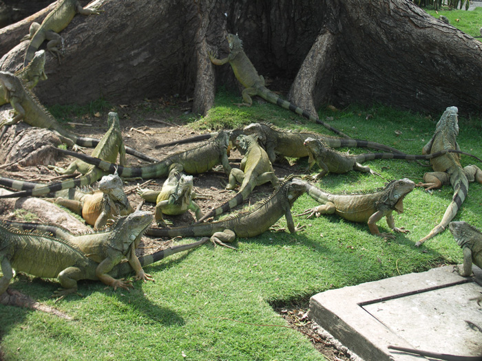 セミナリオ公園のイグアナ