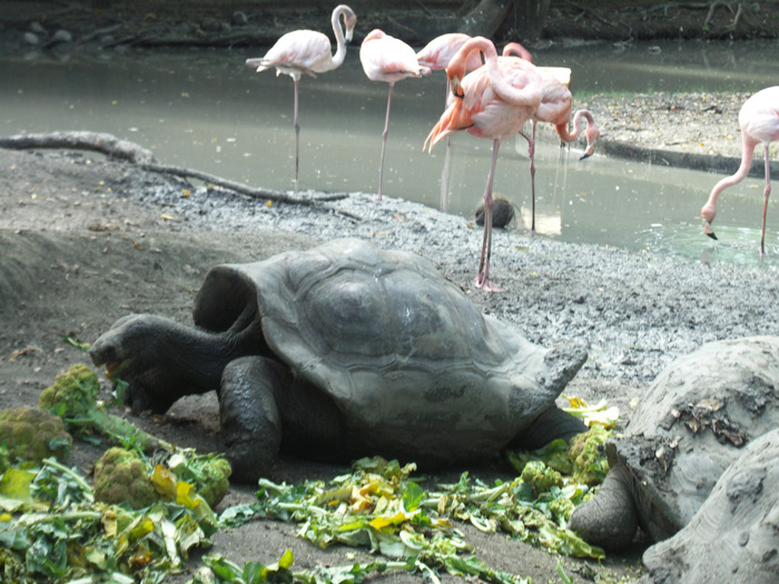 ゾウガメとフラミンゴ