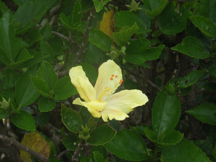 黄色いハイビスカスは州の花