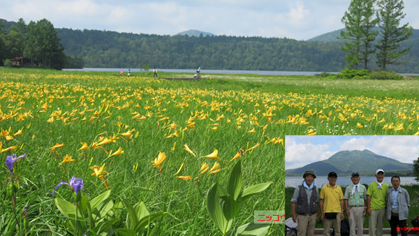 ニッコウキスゲが一面に咲いている