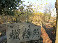 忠生公園臘梅園