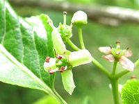 マユミの花