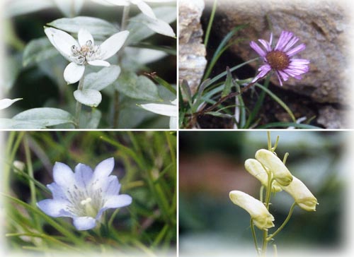 至仏山の高山植物